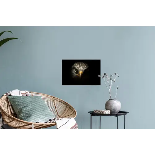 Vogel - Adelaar - Roofvogels - Oog - Snavel - Licht Muursticker klein -plant