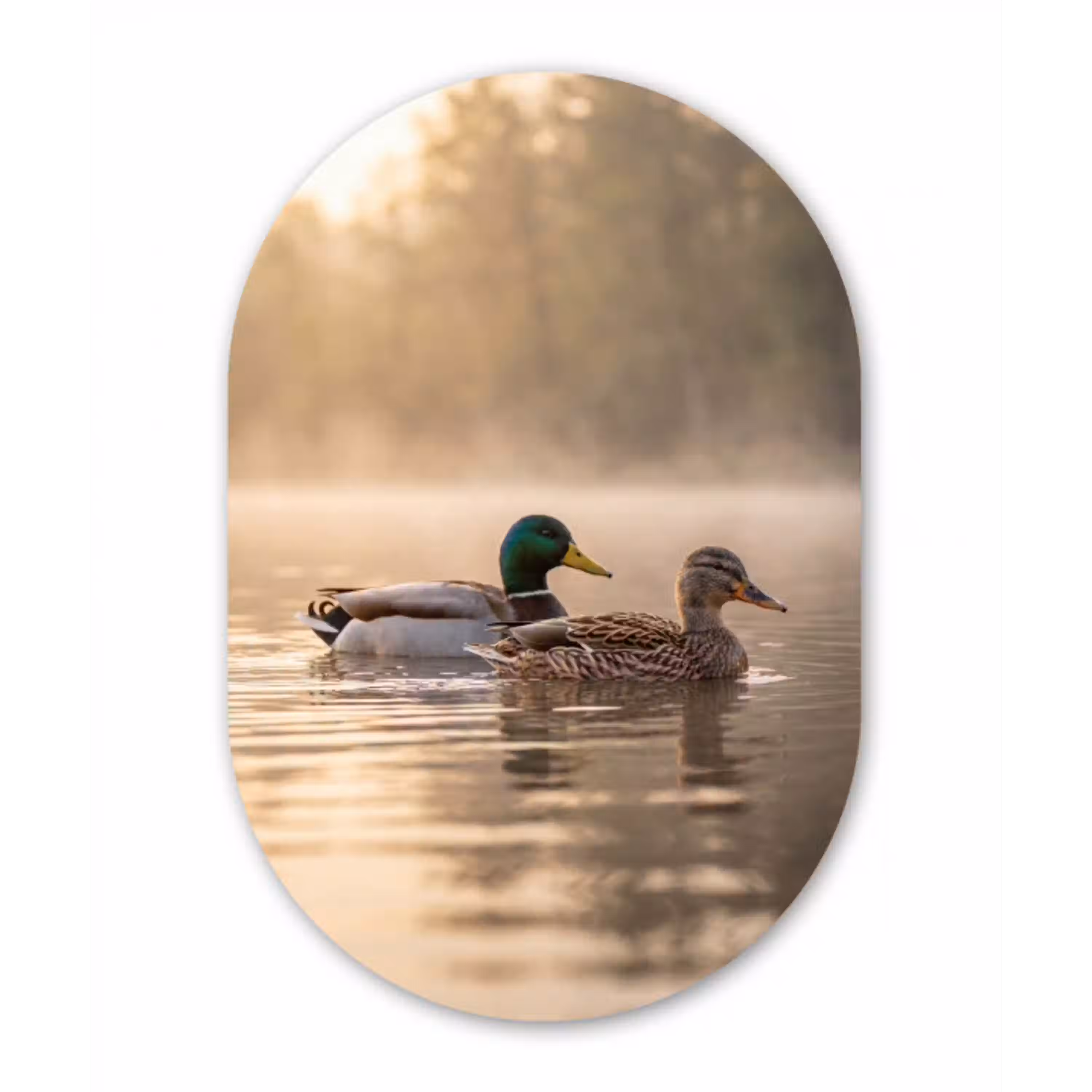 Eenden - Water - Mist - Natuur Wandcirkel Ovaal Aluminium middel -3d