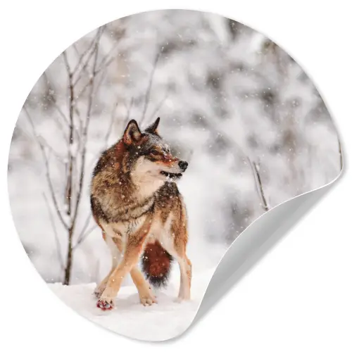 Wolf - Winter - Sneeuw - Natuur - Dieren Wandcirkel behangsticker klein -3d