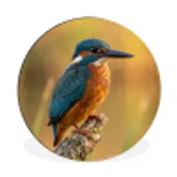 IJsvogel - Tak - Water - Kleurrijk - Levendig Wandcirkel aluminium klein -3d