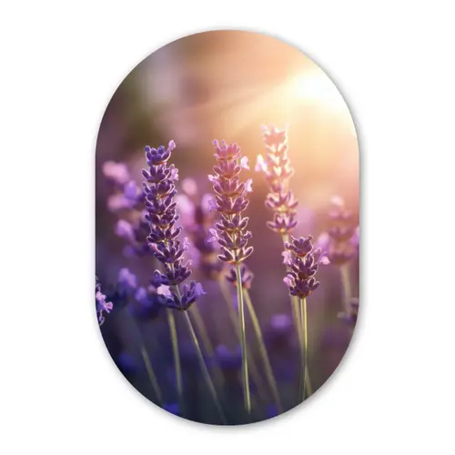 Lavendelbloemen - Paars - Zonlicht Wandcirkel Ovaal Forex klein -3d