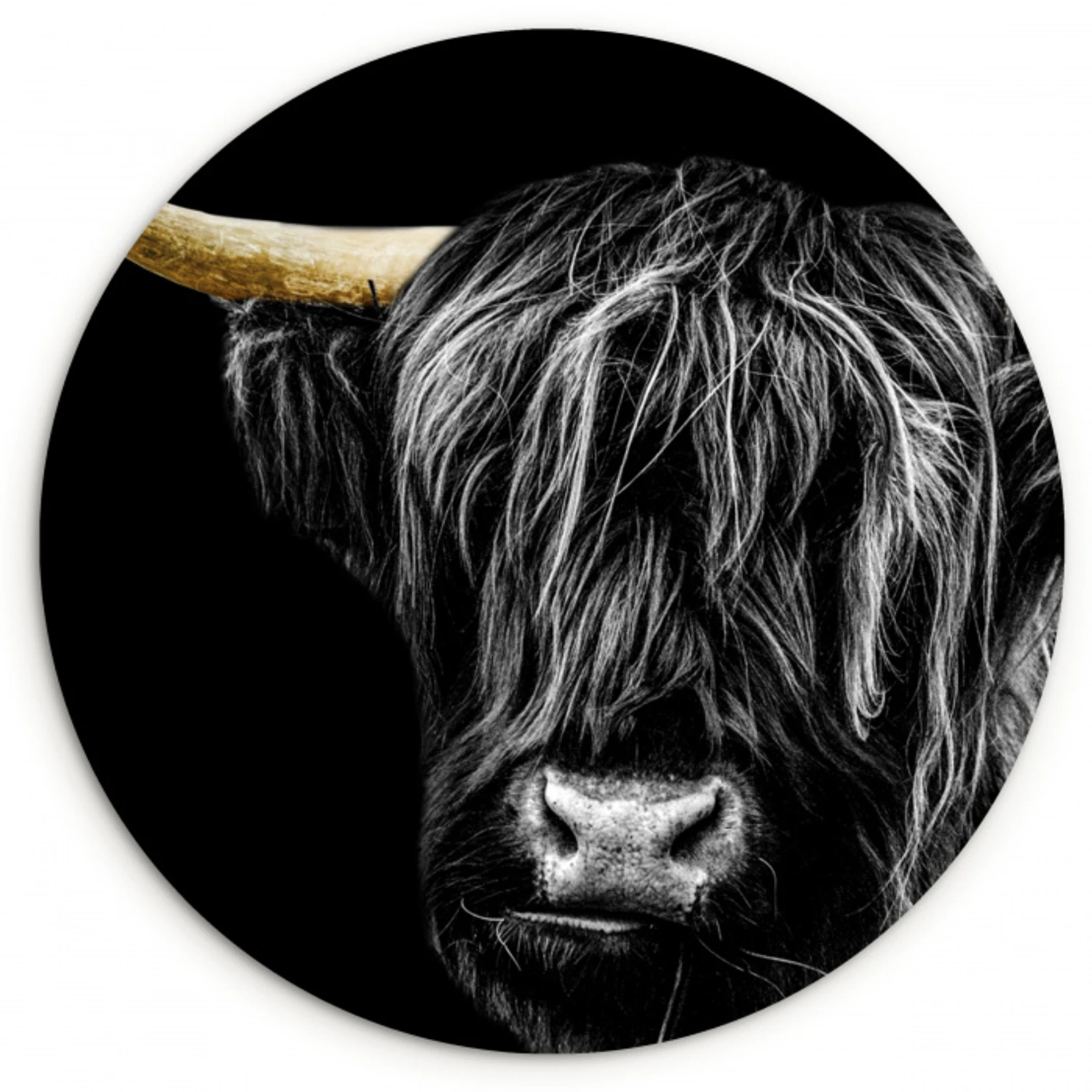 Schotse hooglander - Goud - Vacht - Dieren - Koe Wandcirkel kunststof plaat 5mm dik klein -3d