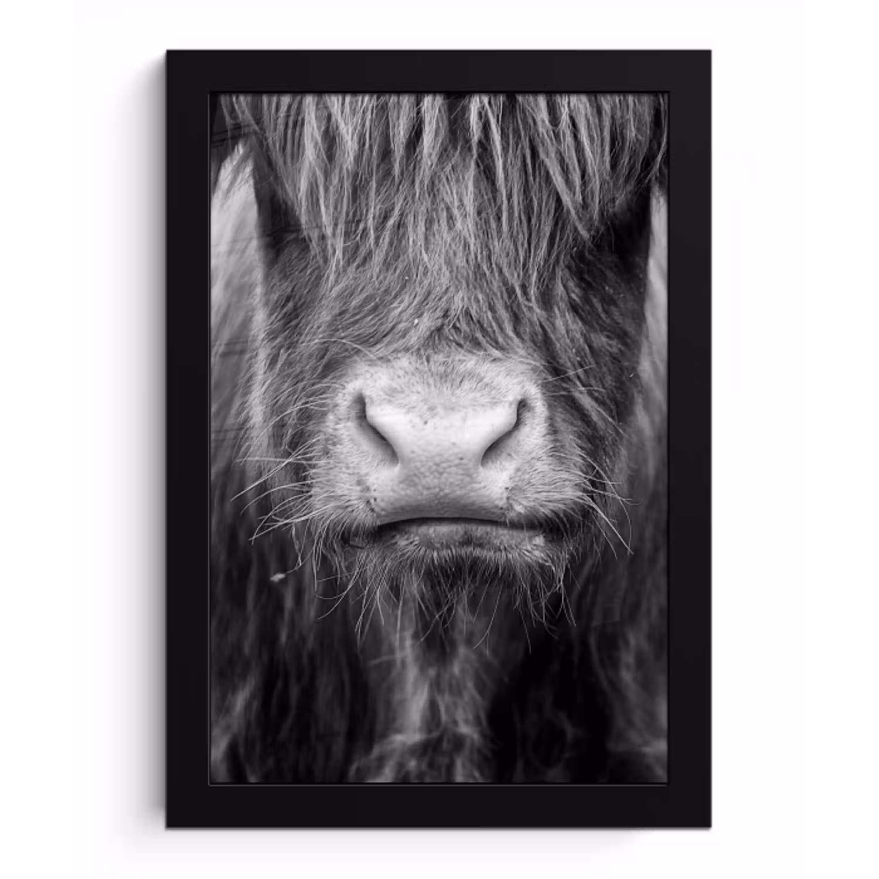 Schotse hooglander - Koe - Zwart - Wit - Dieren fotolijst zwart zonder passe partout klein -3d