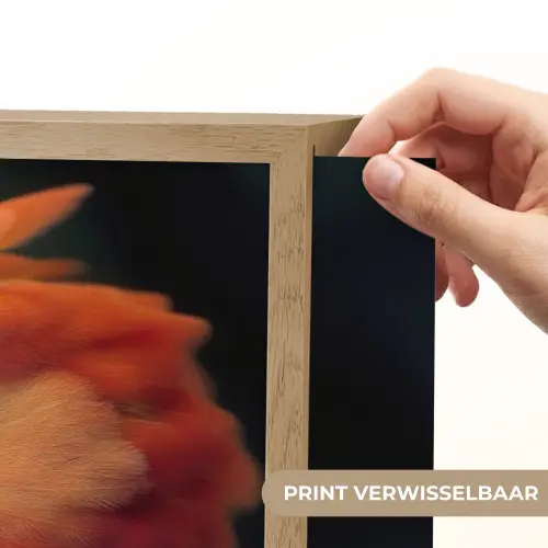 Close-up - Papegaai - Veren - Oranje Light Box met batterij (Wandlamp) middel -USP_websiteprintNL