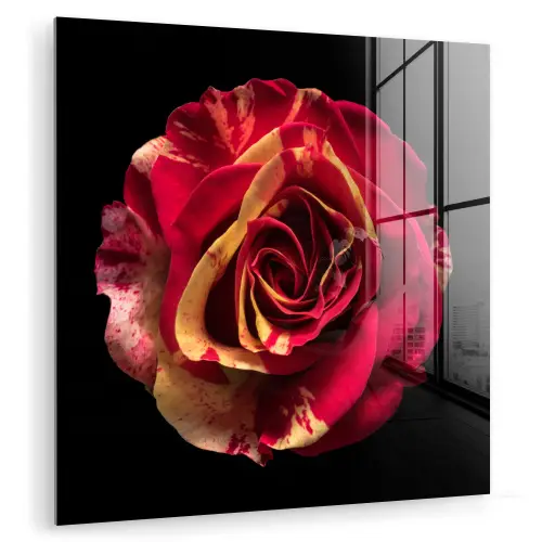 Bloem - Roos - Rood - Zwart plexiglas 5mm klein -zzzproduct_nieuw