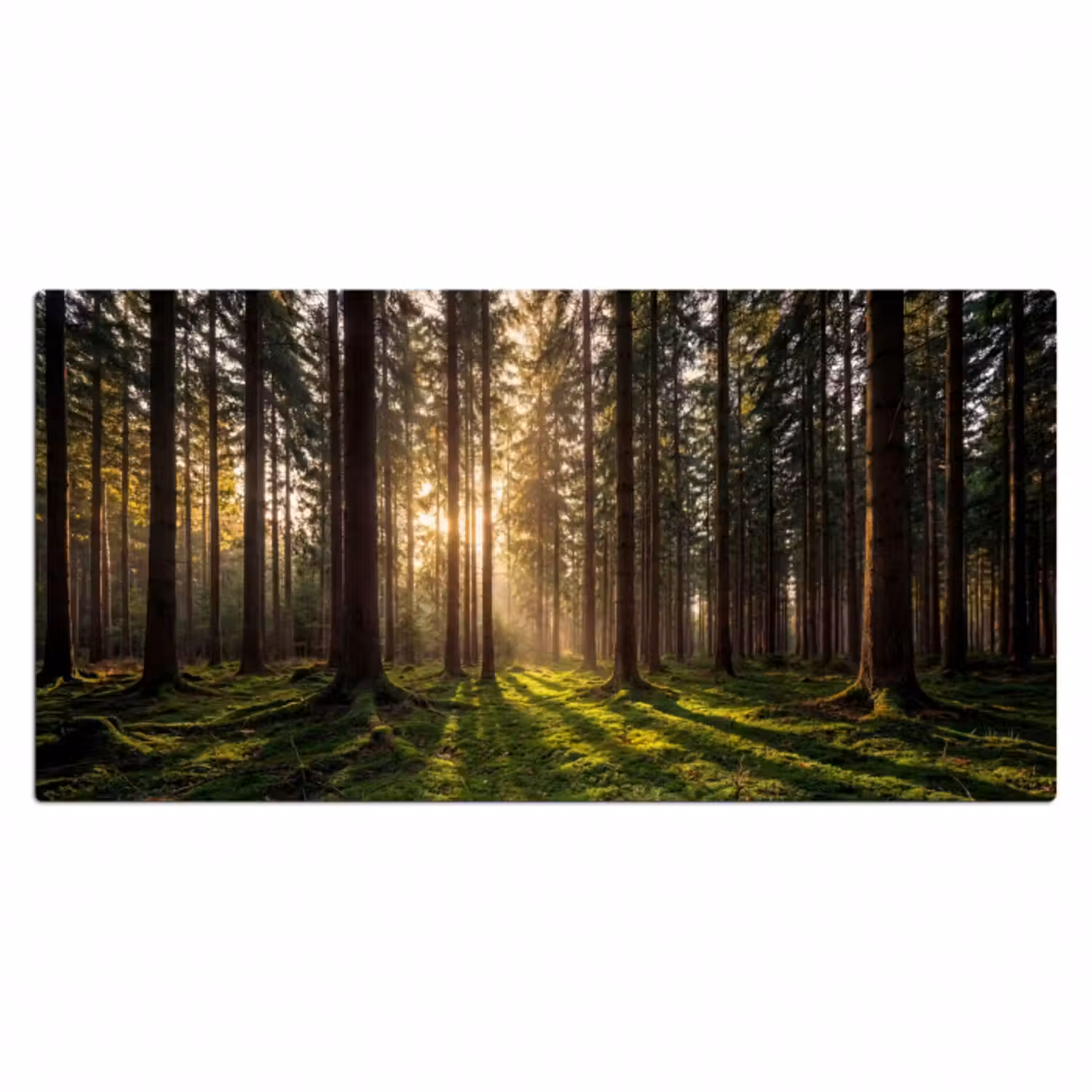 Schreibtischunterlage - Wald - Gras - Sonnenlicht
