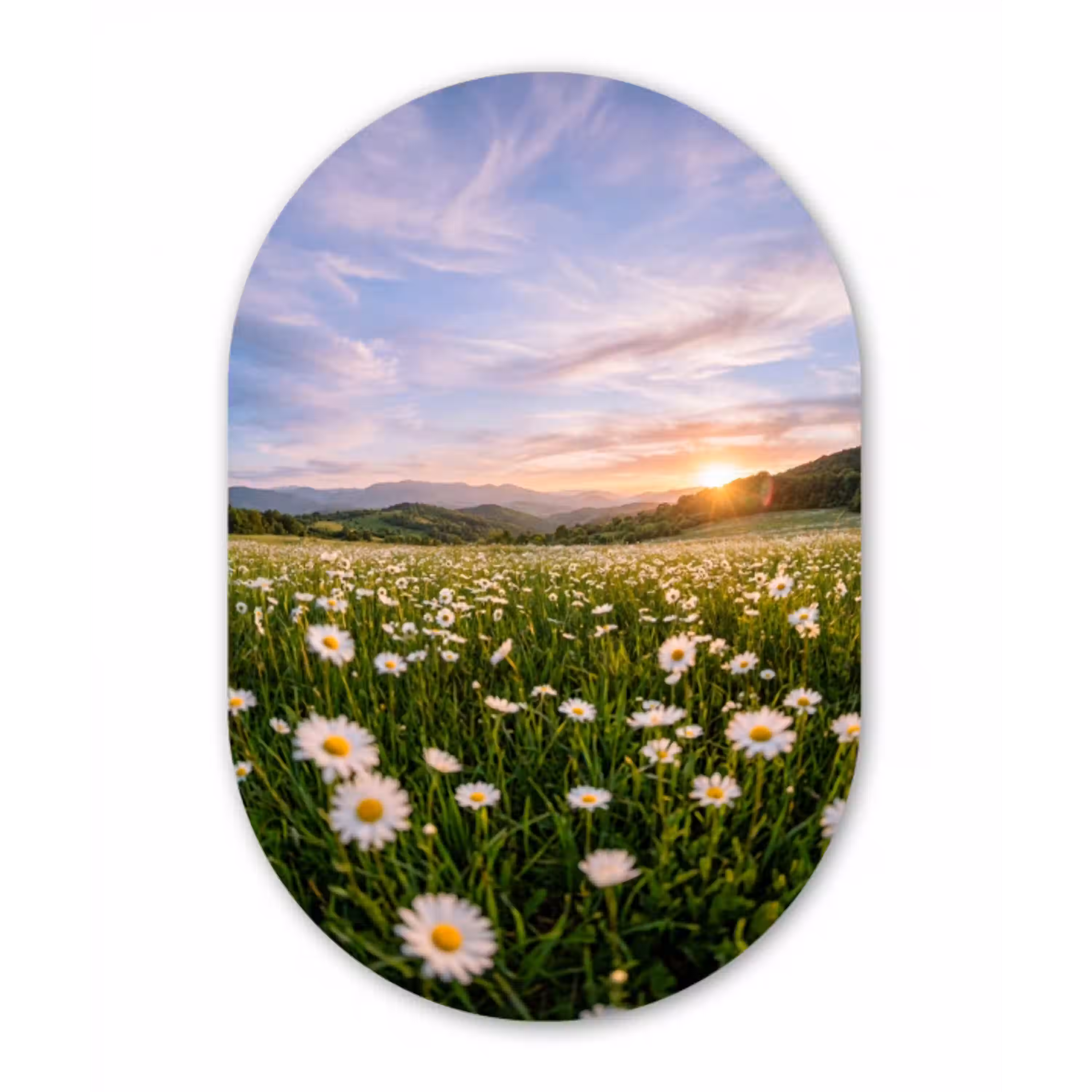 Madelief - Veld - Heuvels - Groen Wandcirkel Ovaal Aluminium middel -3d