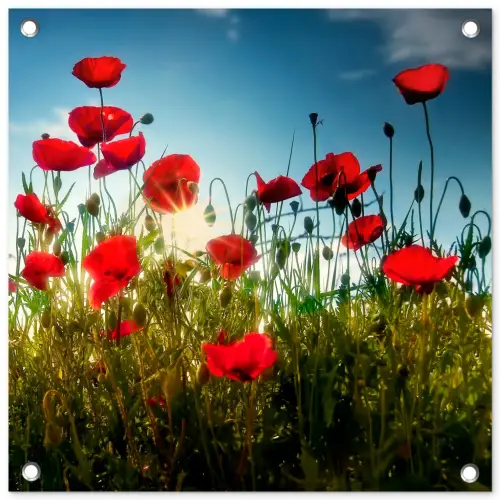 Klaprozen in tegenlicht tuinposter los doek klein -3d