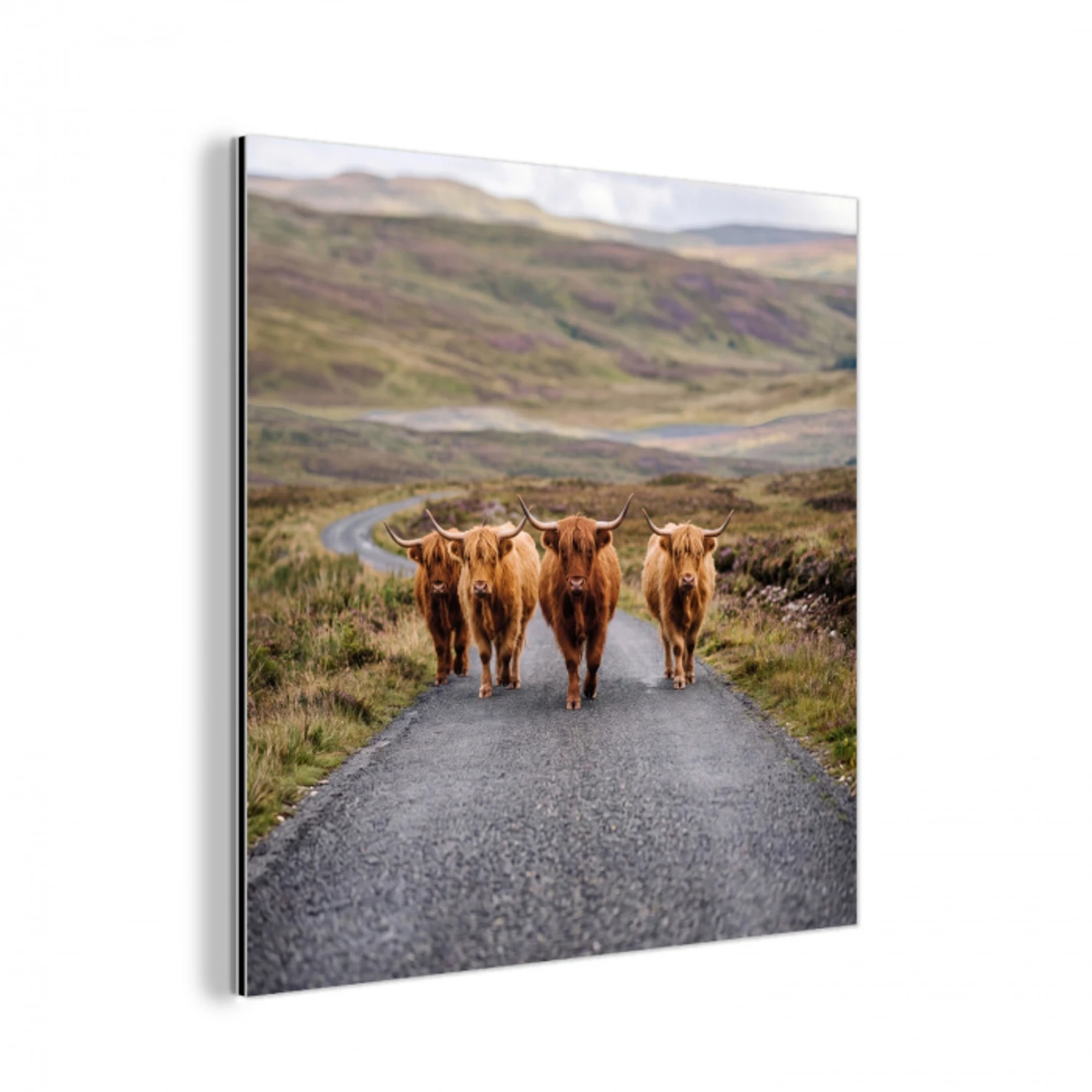 Schotse Hooglanders - Weg - Landschap - Kudde aluminium wit klein -3d