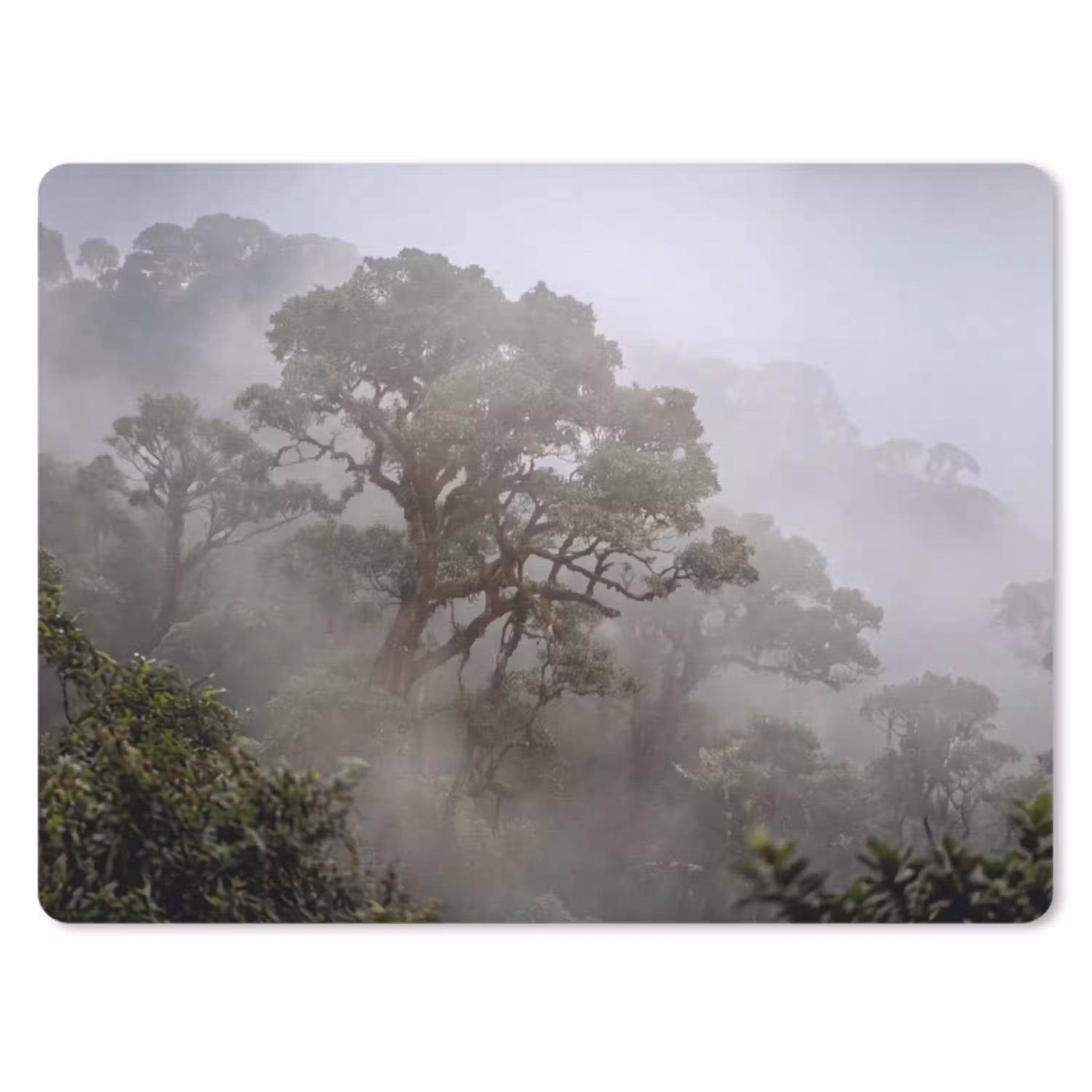 Boom - Mistig - Bos - Groen - Natuur muismat rubber klein -3d