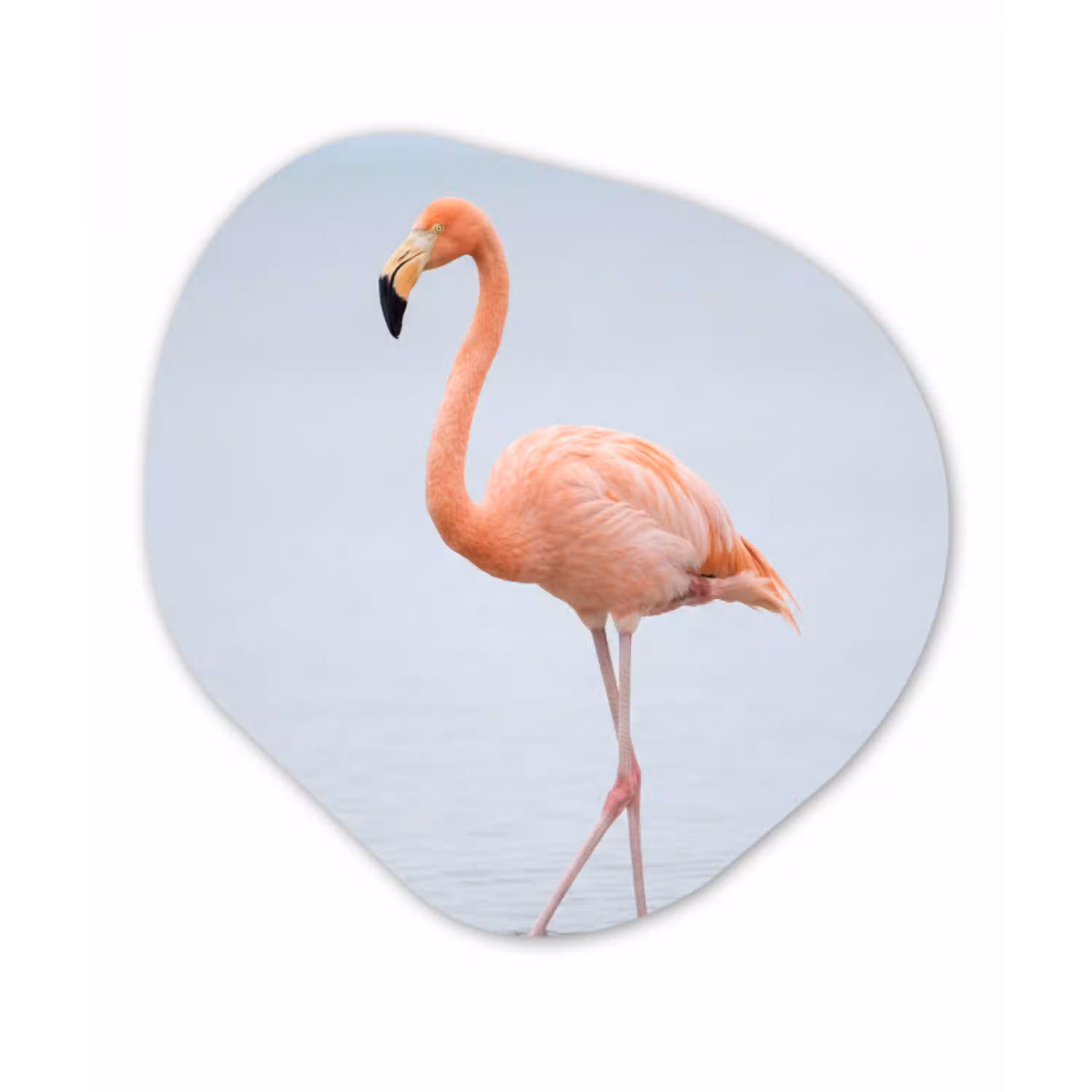 Flamingo - Zee - Roze Wandcirkel Organisch Forex 3mm klein -3d