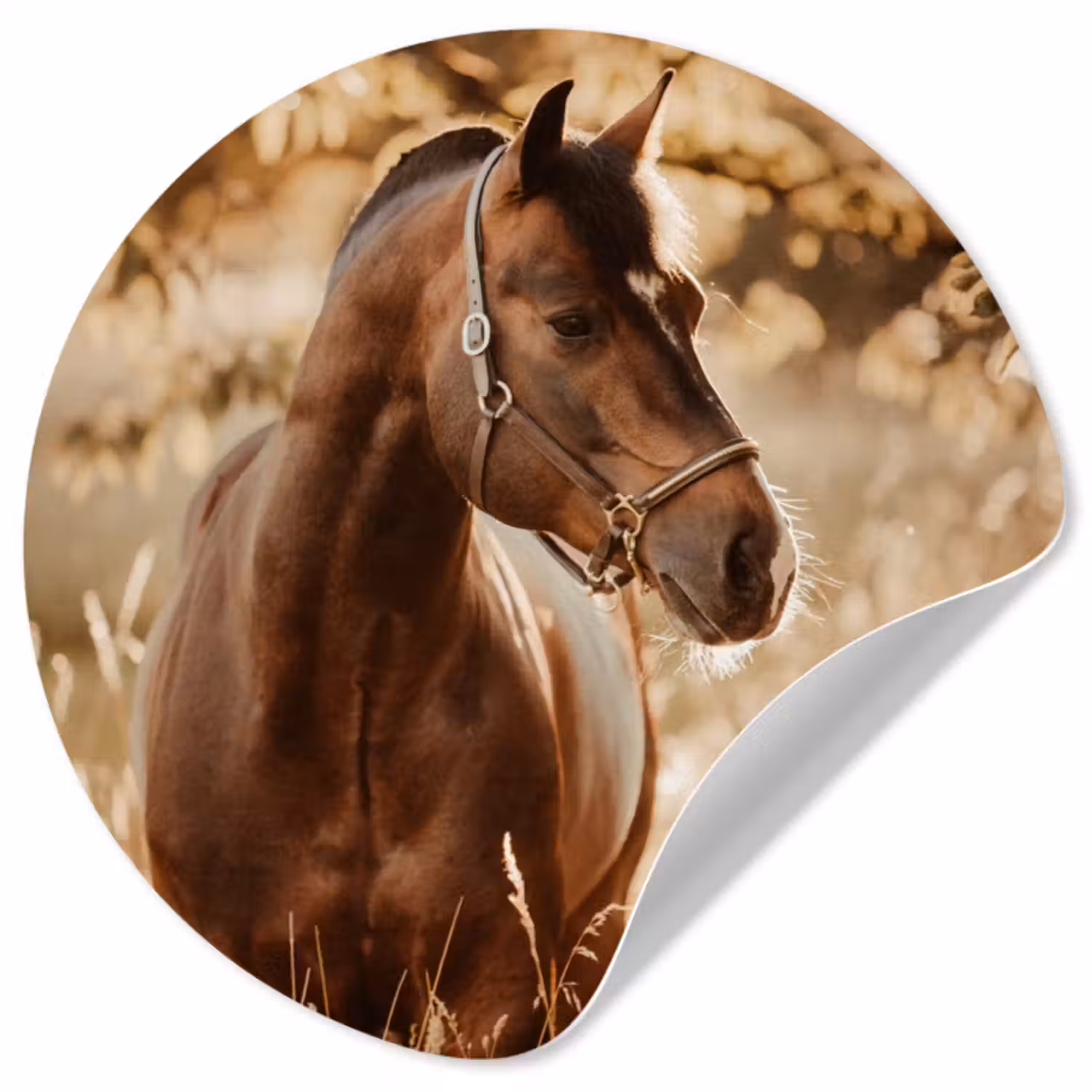 Behangcirkel - Paard - Zon - Portret - Natuur - Bruin