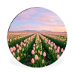 Tulpen - Landschap - Roze Wandcirkel aluminium klein -3d