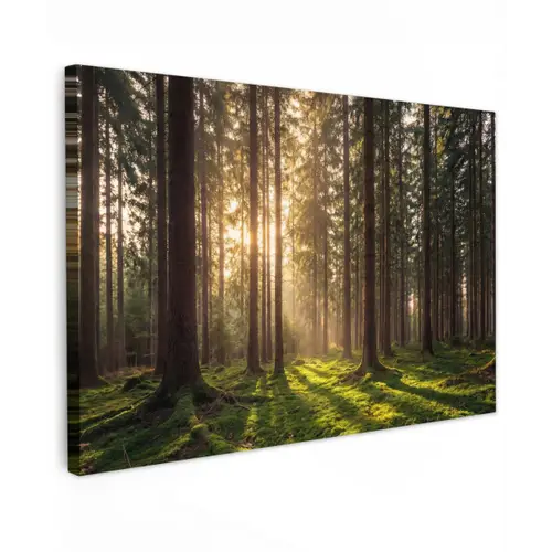 Bos - Gras - Zonlicht Tuinposter op houten frame 2 cm dik klein -3d