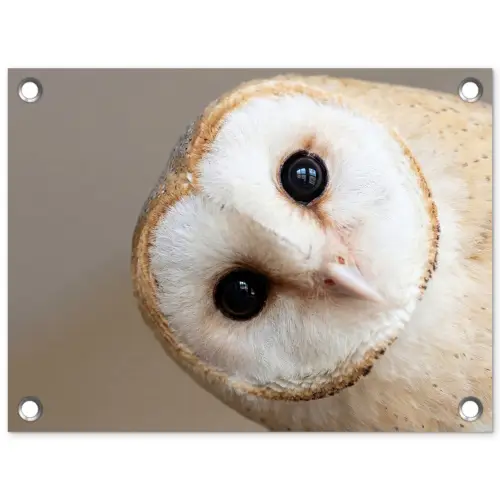 Uil - Bruin - Wit tuinposter los doek klein -3d