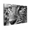Luipaard - Zwart - Wit - Oog Tuinposter op houten frame 2 cm dik klein -3d