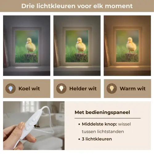 Kuiken - Eend - Geel - Gras Light Box met kabel (Tafellamp) klein -USP_lichtkleurNL
