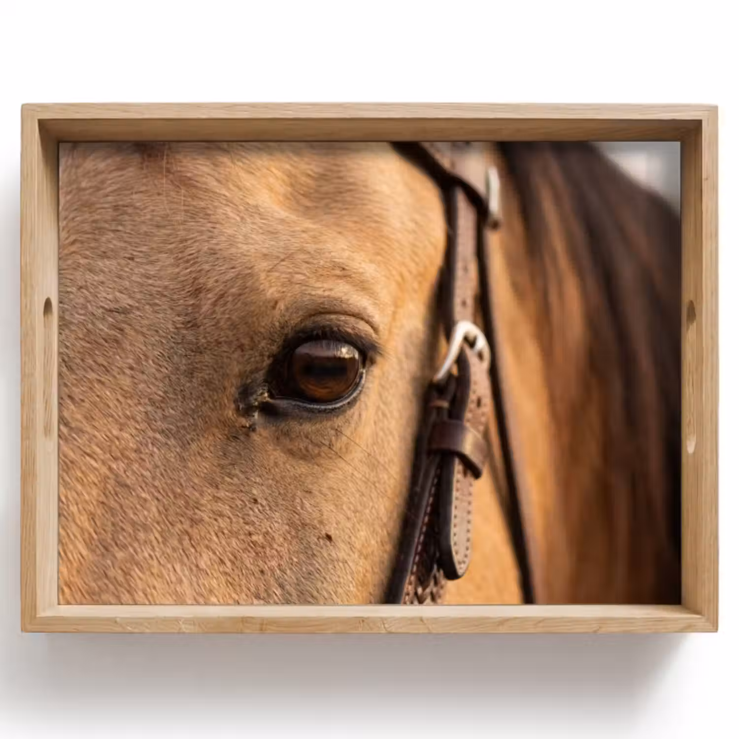 Dienblad - Paard - Oog - Bruin