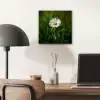 Wit - Madeliefje - Bloem - Gras aluminium wit klein -sfeer5