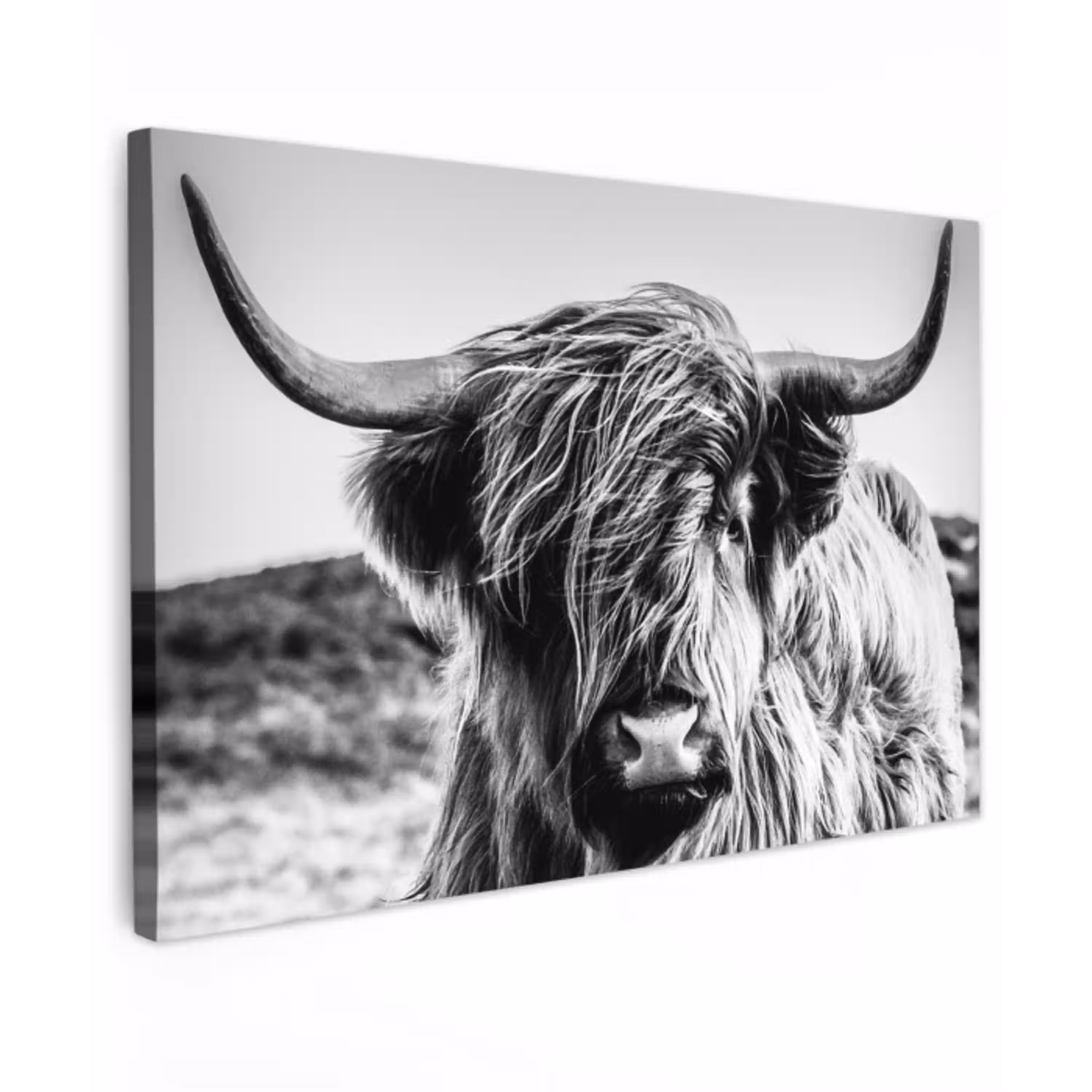 Schotse hooglander - Close up - Horens - Vacht - Zwart Wit canvas 2cm klein -z3d