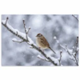 Vogel - Tak - Sneeuw - Winter poster papier klein -3d