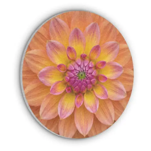Dahlia - Bloem - Oranje Akoestische PET Vilt - Rond klein -3d