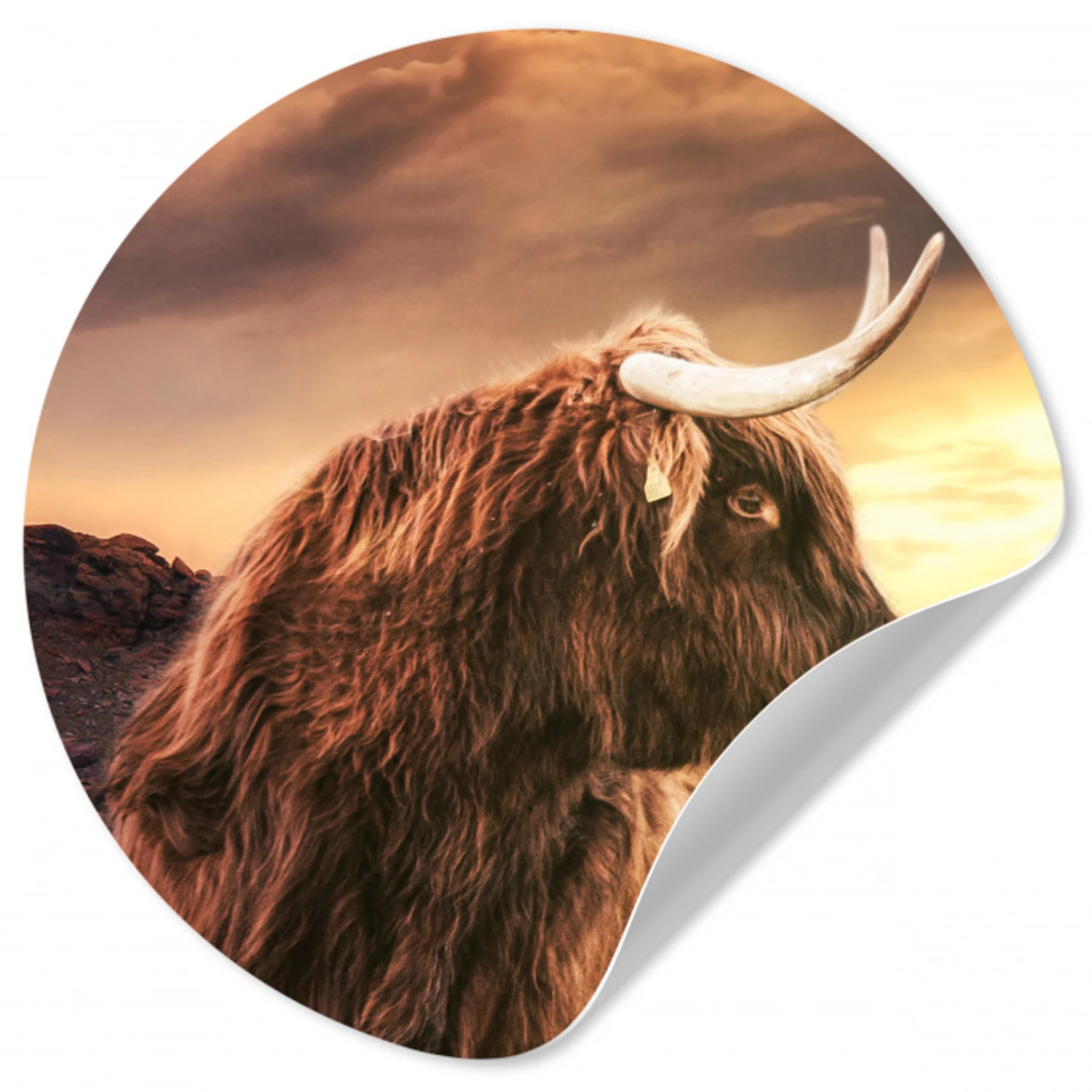 Schotse hooglander - Zon - Horizon - Koe - Dieren Wandcirkel behangsticker klein -3d