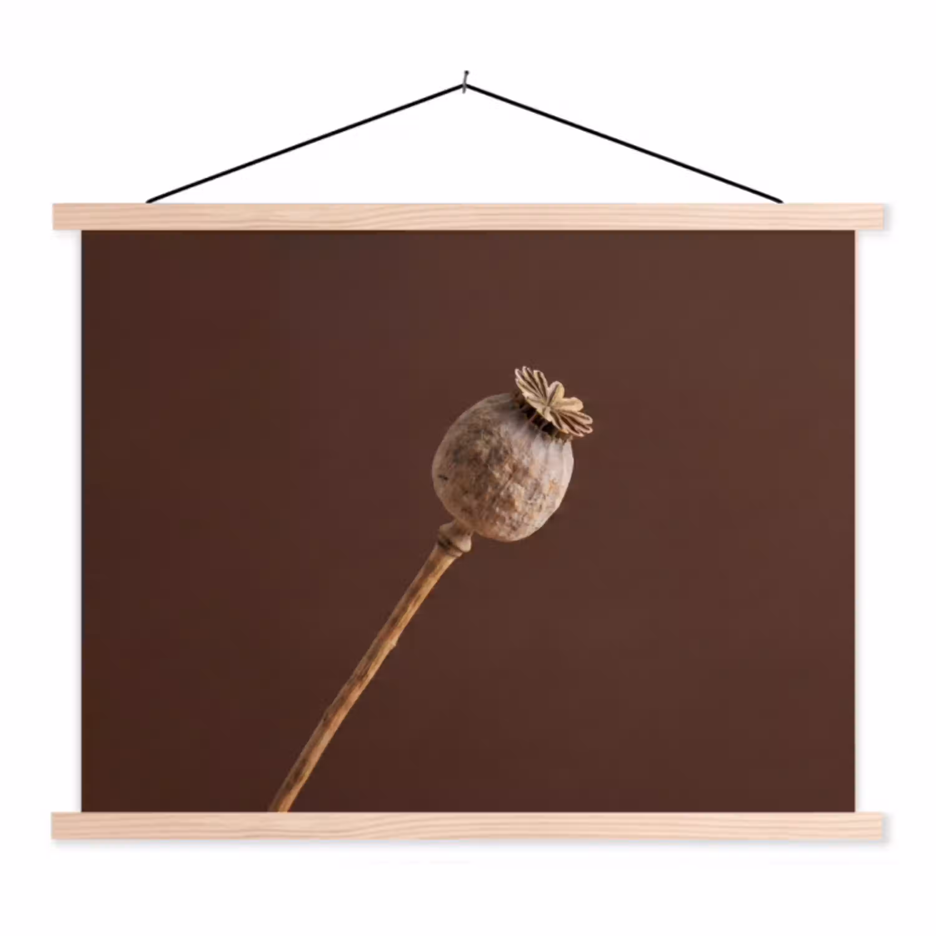 Papaverbol - Droogbloem - Bruin - Minimalistisch textielposter latten blank klein -3d