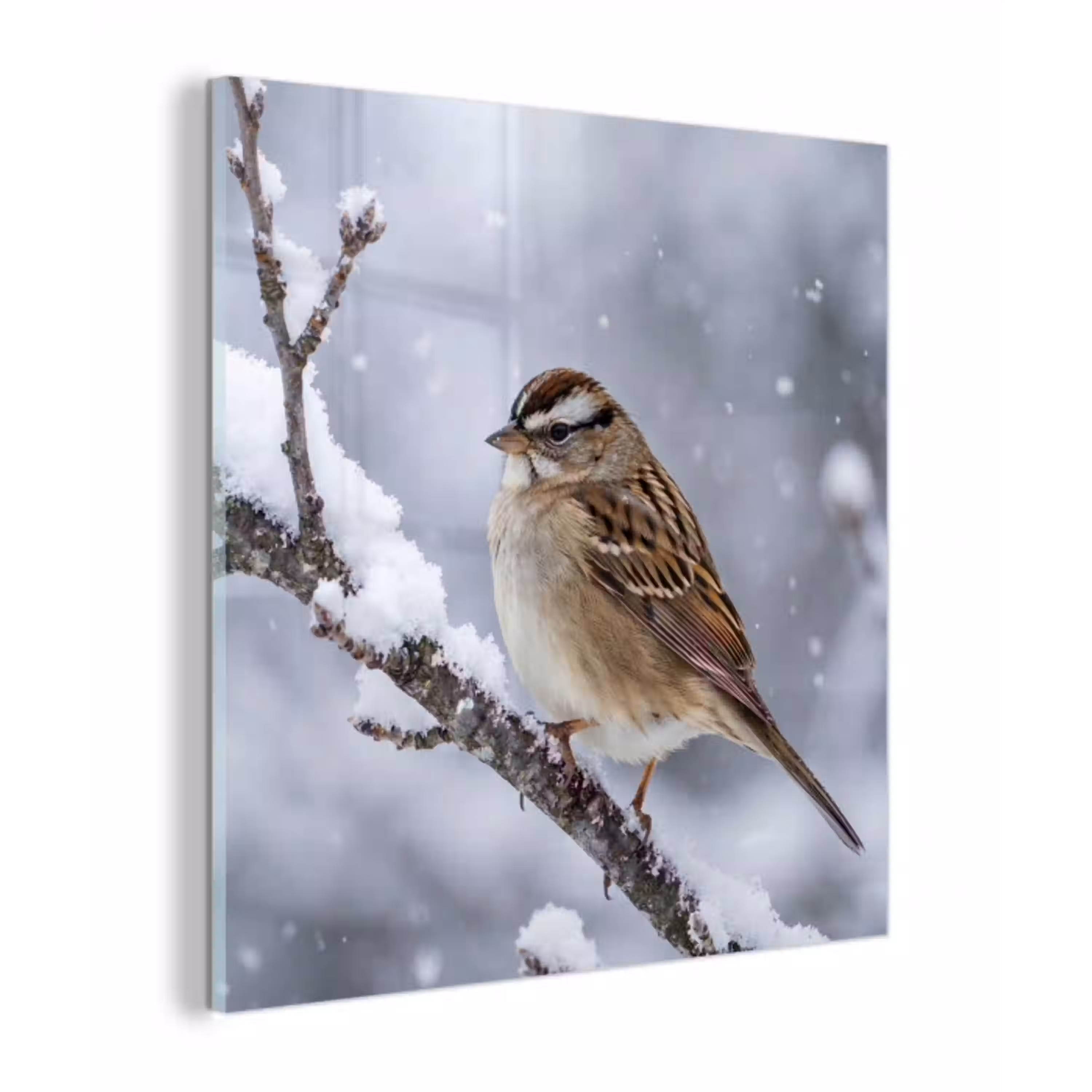 Vogel - Tak - Sneeuw - Winter plexiglas 5mm klein -z3d