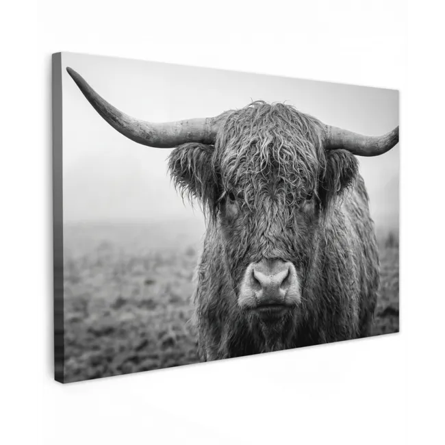 Buiten canvas - Schotse hooglander - Zwart - Wit - Gras