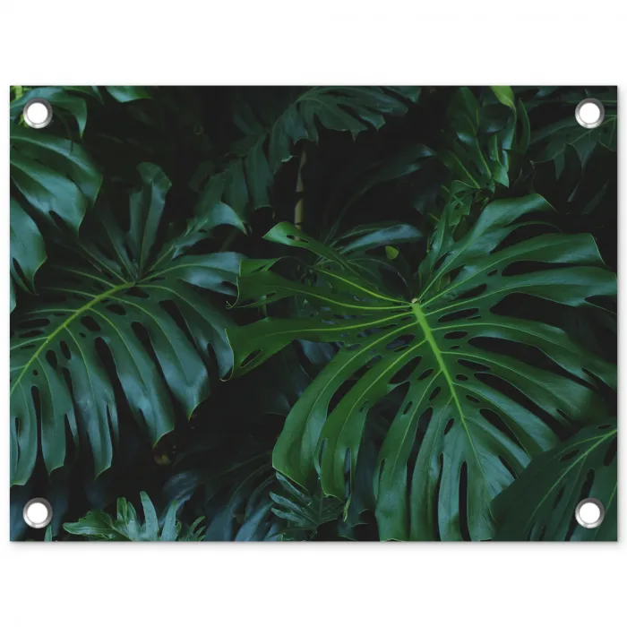 Monstera - Bladeren - Tropisch - Jungle tuinposter los doek klein -3d
