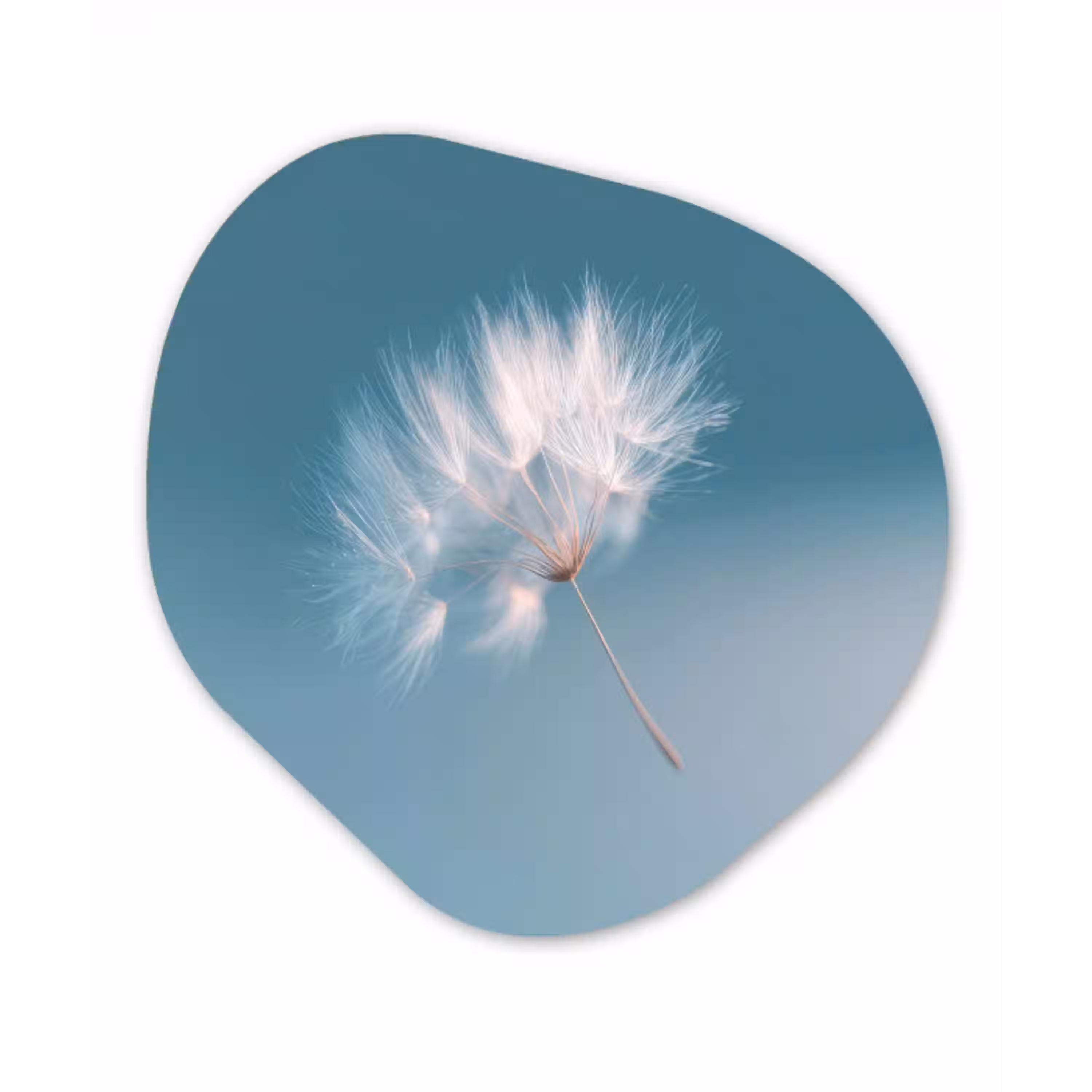 Paardenbloempluisje - Blauw - Lucht Wandcirkel Organisch Forex 3mm klein -3d
