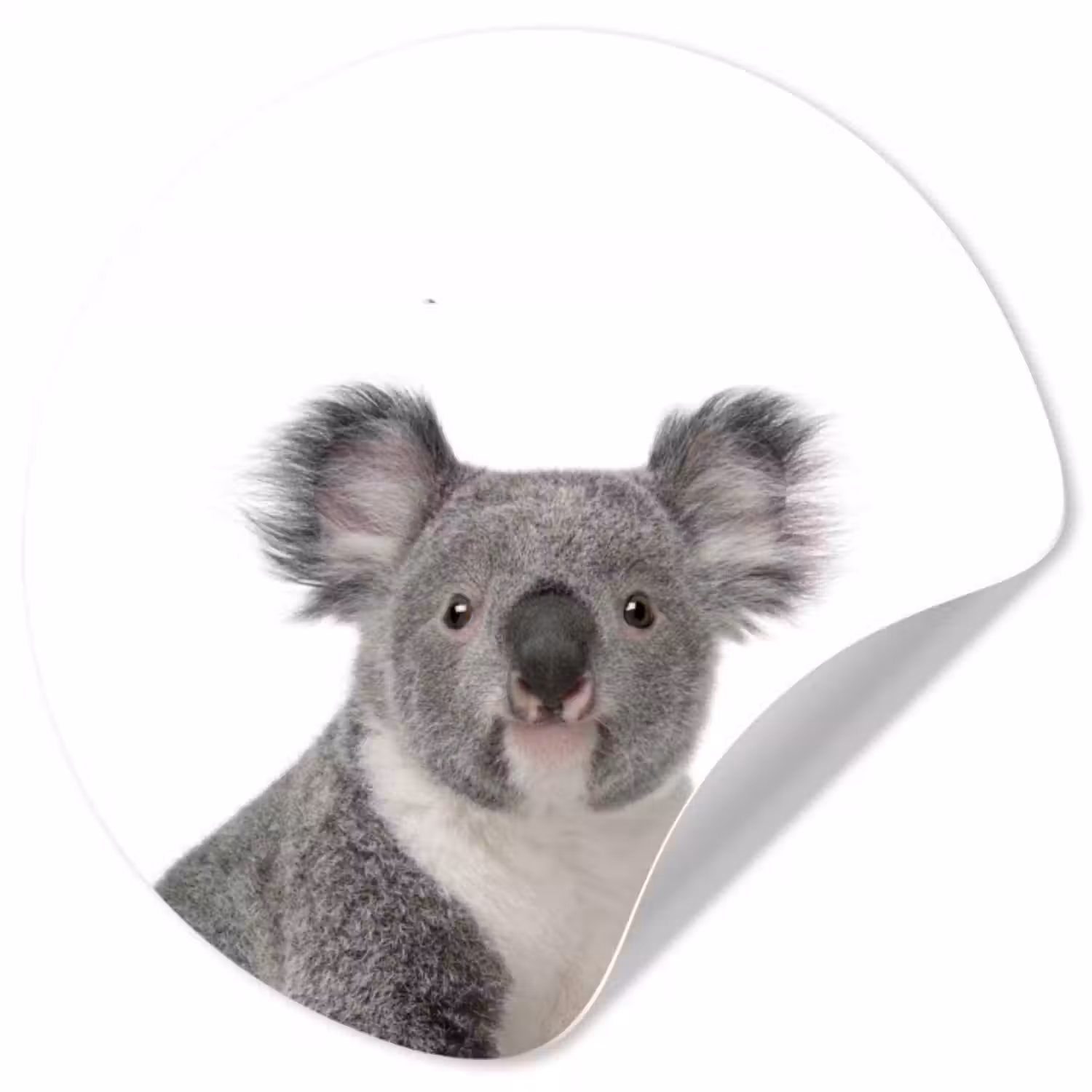 Behangcirkel - Koala - Dieren - Kind - Wit - Meisje - Jongen