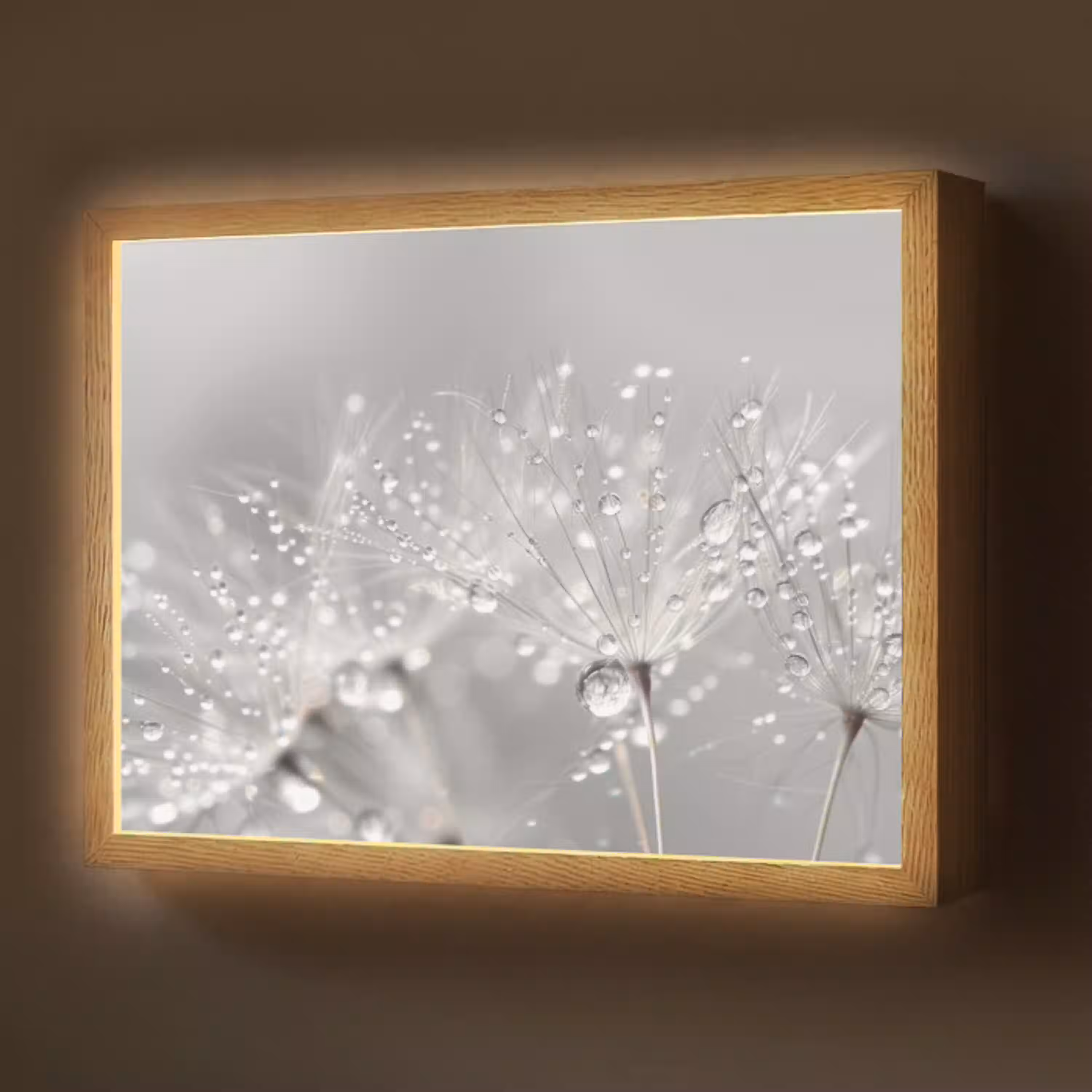 Paardenbloem - Waterdruppels - Stilleven - Modern Light Box met batterij (Wandlamp) middel -z3d_website