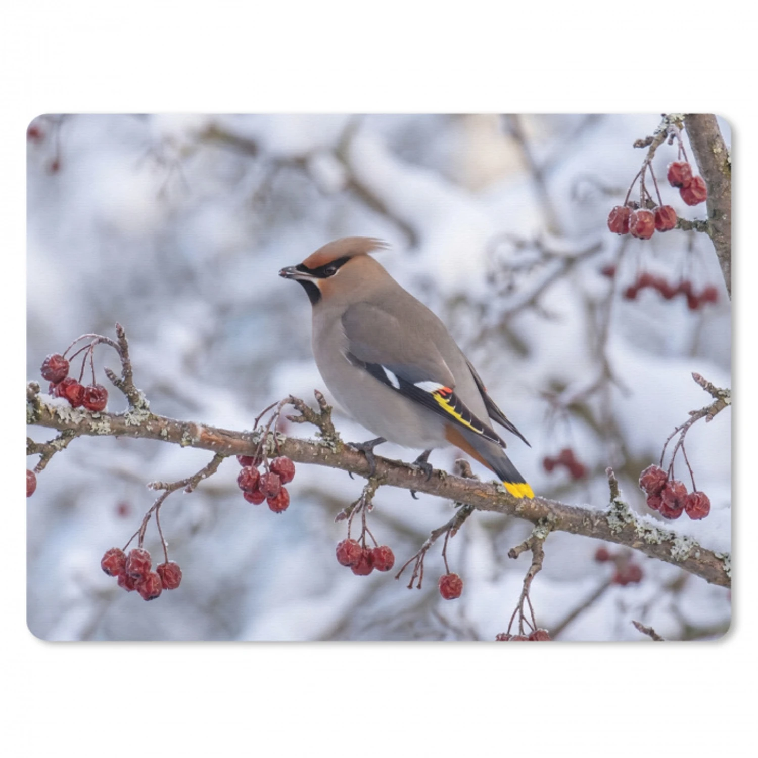 Pestvogel - Bessen - Winter - Natuur muismat rubber klein -3d
