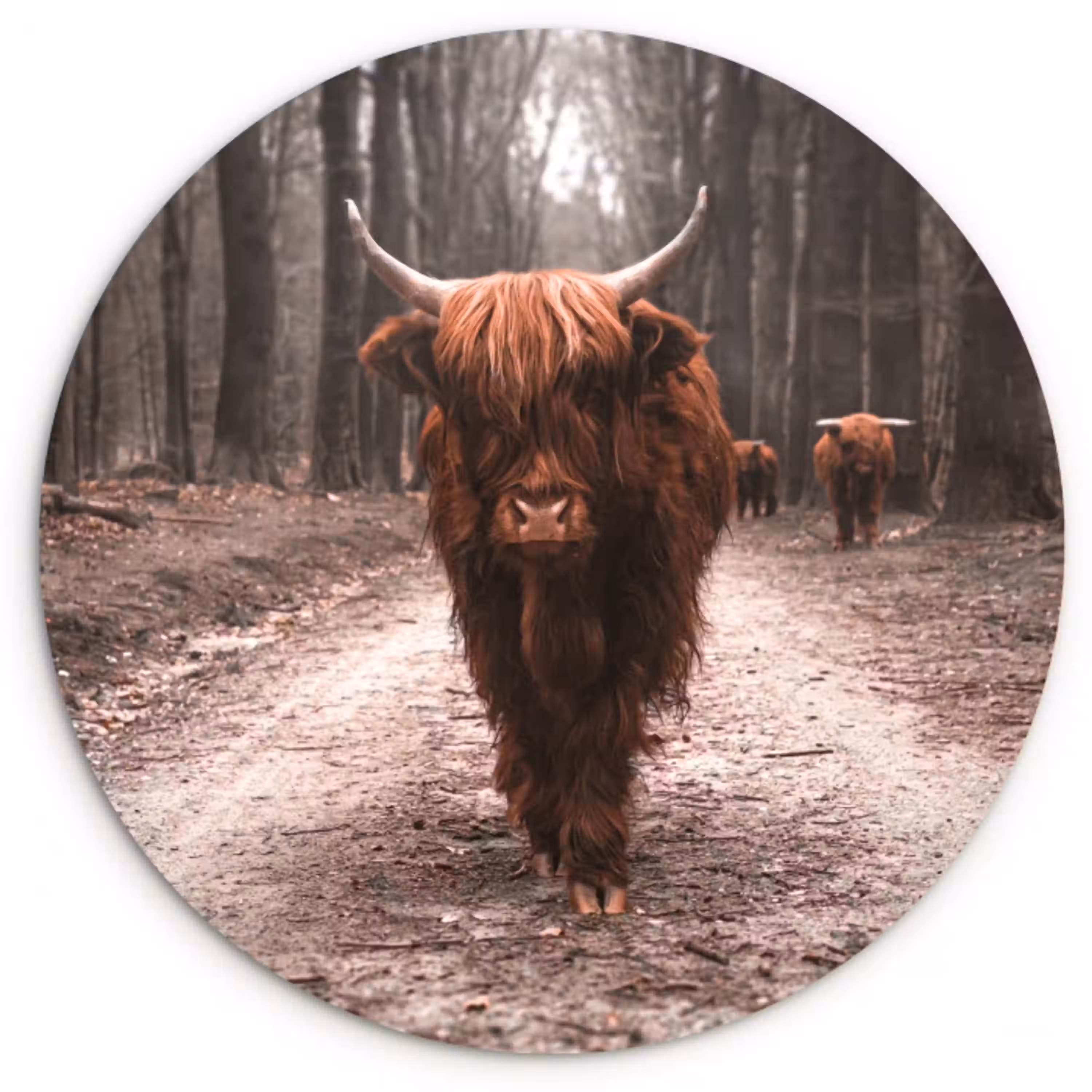Schotse hooglander - Bos - Koe - Dieren - Natuur Wandcirkel kunststof plaat 5mm dik klein -3d