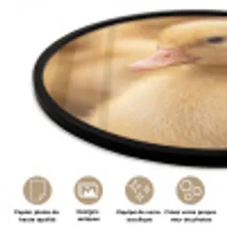 Pijltje - Eend - Natuur - Geel Fotolijst rond zonder passe partout klein -closeup_FR
