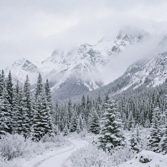 Behang - Weg - Bergen - Sneeuw - Naaldbos - Avontuurlijk