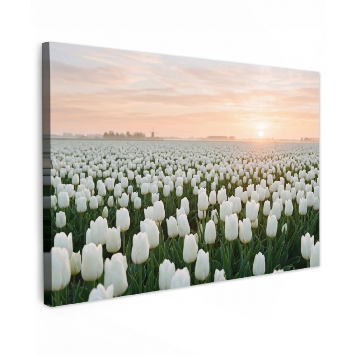 Tulpen - Landschap - Wit canvas 2cm klein -z3d