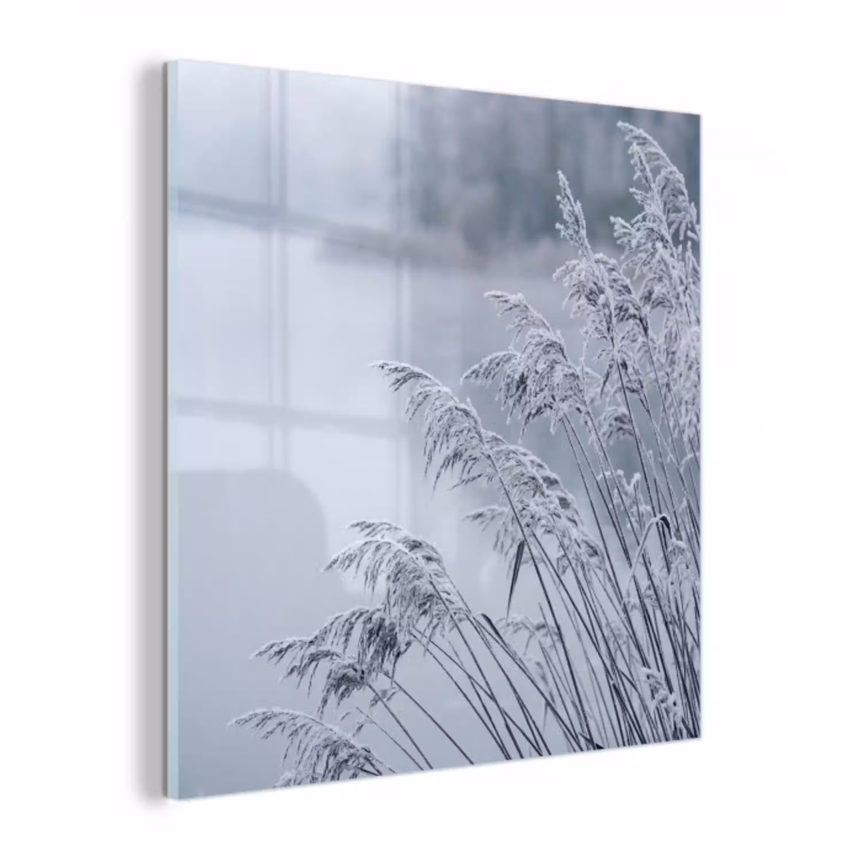 Riet - Bevroren - Winter - Natuur plexiglas 5mm klein -z3d