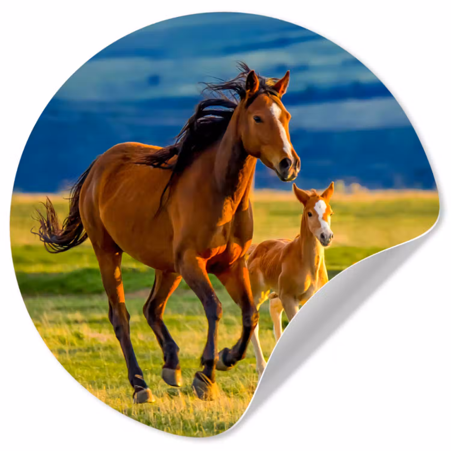Behangcirkel - Paarden - Gras - Dieren - Landschap - Natuur