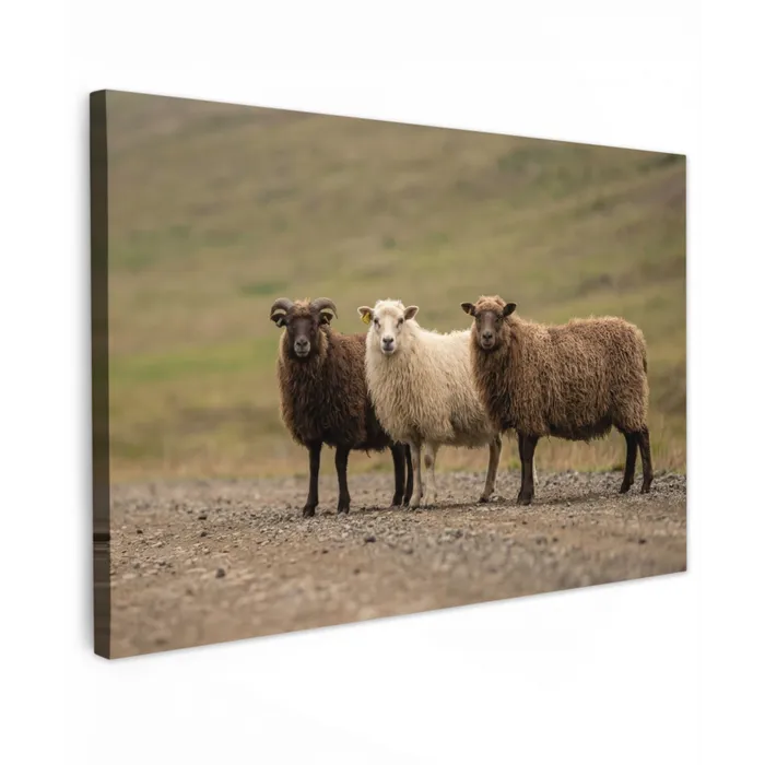Schapen - Bruin - Wit - Grindpad canvas 2cm klein -z3d