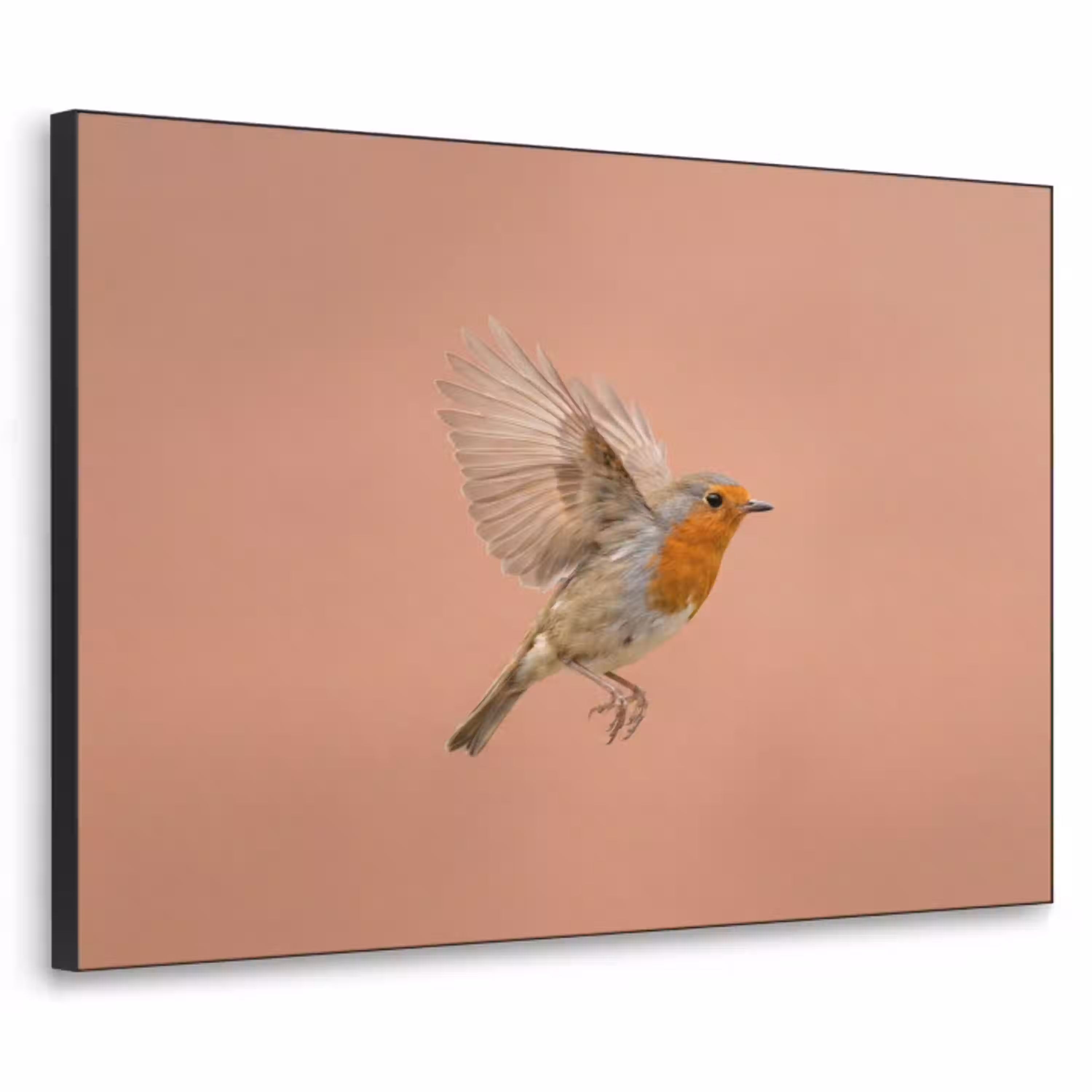 Roodborst - Natuur - Roze Textielframe zwart klein -3d