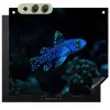 Vis - Stippen - Koraal - Blauw Inductie beschemer met haakjes middel -3d