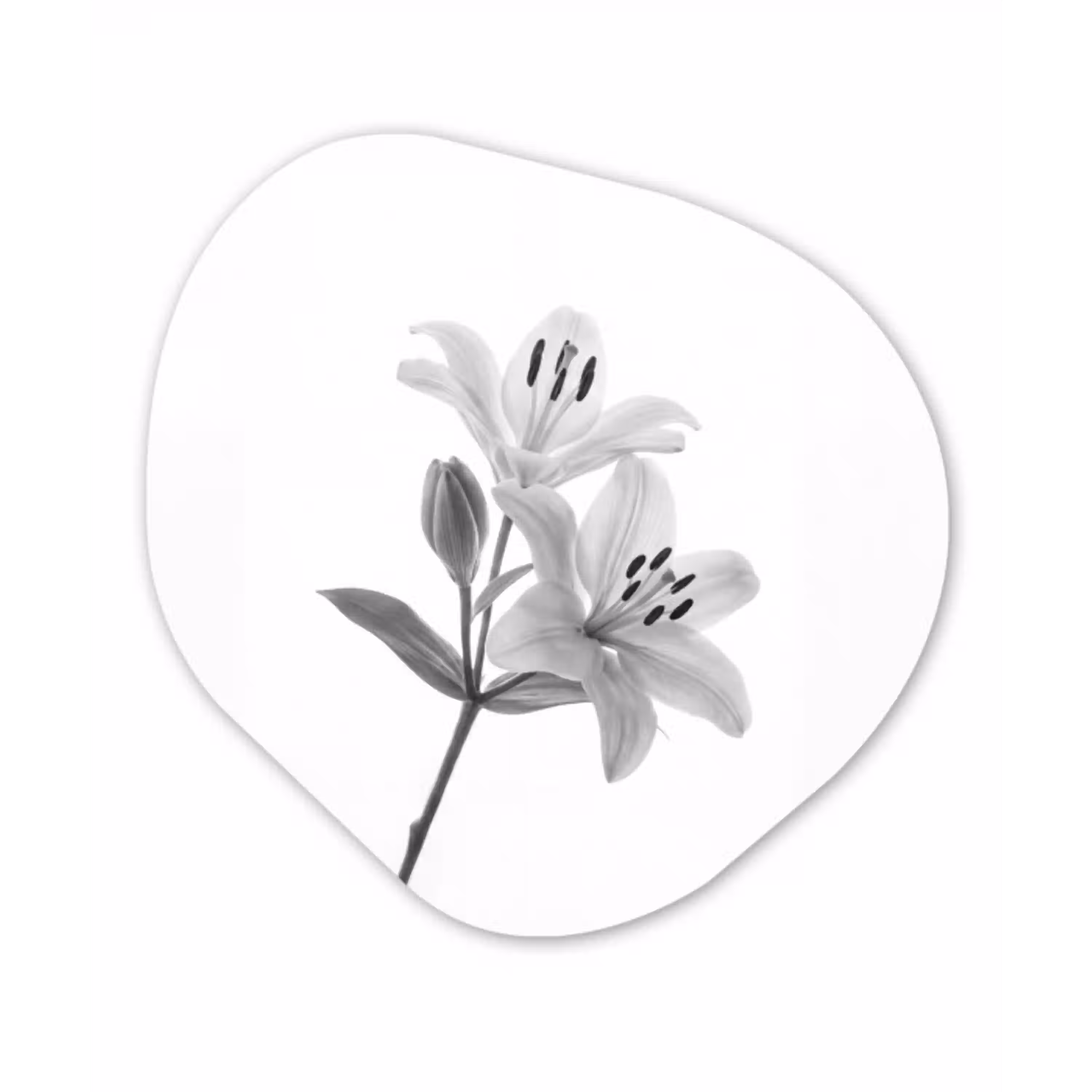 Lelies - Elegant - Zwart - Wit Wandcirkel Organisch Aluminium middel -3d