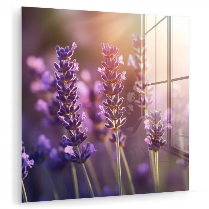 Lavendelbloemen - Paars - Zonlicht plexiglas 5mm klein -zzzproduct_nieuw