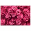 Rozen - Pink - Bloem poster papier klein -3d