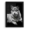 Wilde dieren - Wolf - Zwart - Wit fotolijst zwart zonder passe partout klein -3d
