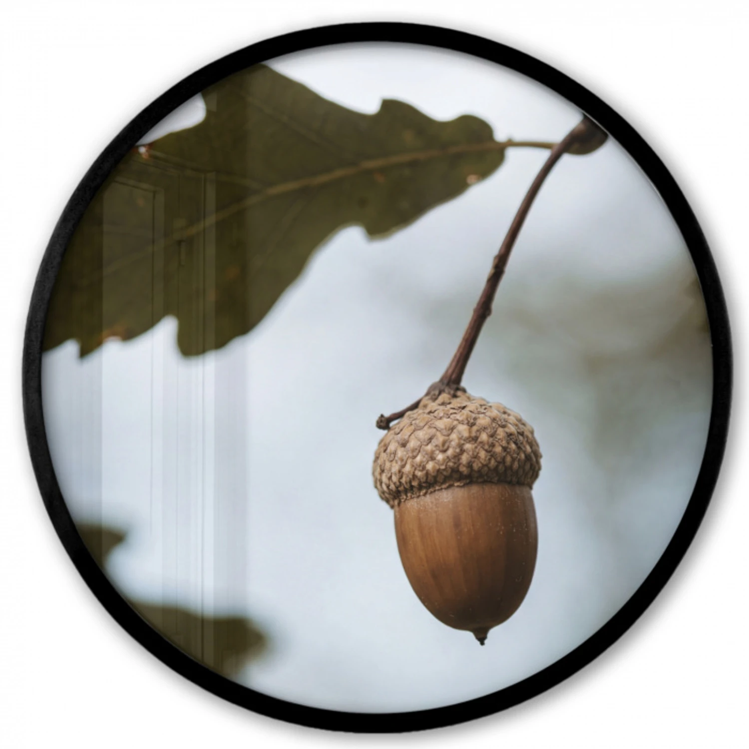 Eikel - Eikenblad - Bos - Herfst - Natuur Fotolijst rond zonder passe partout klein -3d