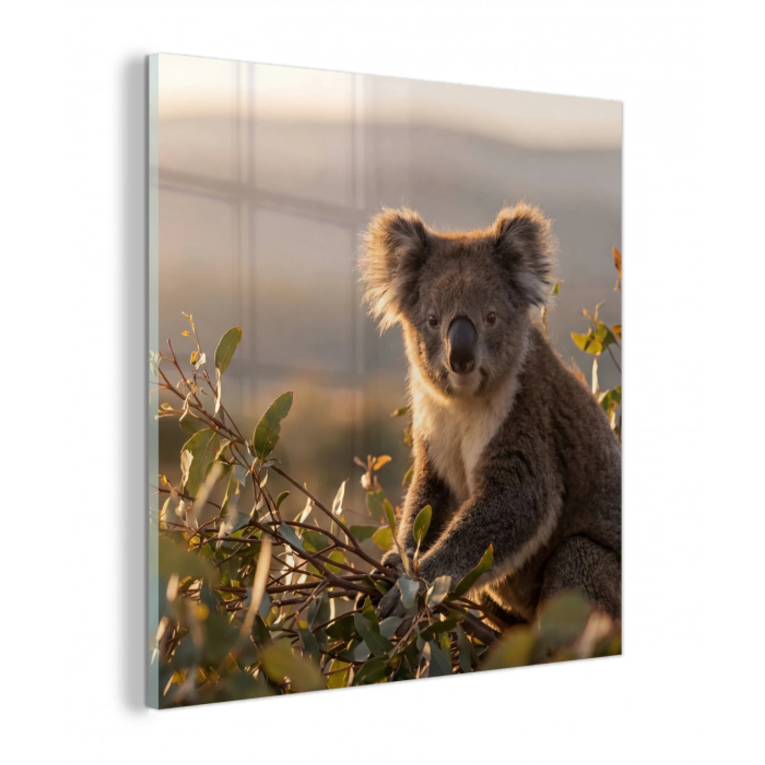 Koala - Bladeren - Ochtendlicht plexiglas 5mm klein -z3d